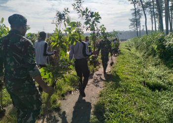 TNI Hijaukan Cagar Alam Simpenan, 70 Personel Gabungan Tanam Pohon di Lokasi TMMD ke-127
