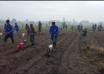 Sinergi TMMD ke-127: TNI dan Petani Tanam Jagung di Lahan 1,1 Hektare Guna Perkuat Ketahanan Pangan Kediri