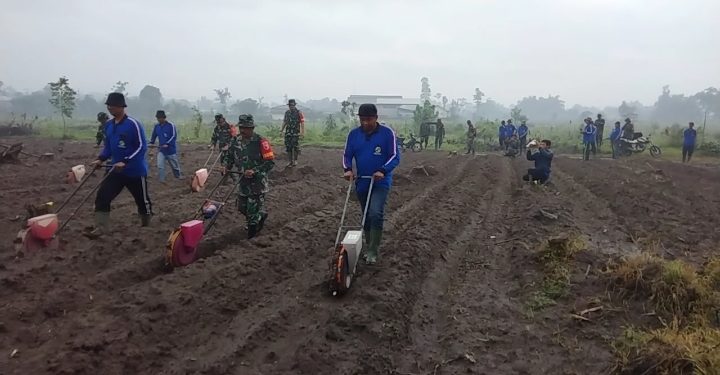 Sinergi TMMD ke-127: TNI dan Petani Tanam Jagung di Lahan 1,1 Hektare Guna Perkuat Ketahanan Pangan Kediri