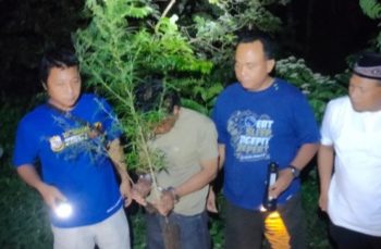 Polres Kediri Ringkus Dua Warga Plosoklaten yang Nekat Tanam Puluhan Batang Ganja