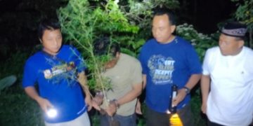 Polres Kediri Ringkus Dua Warga Plosoklaten yang Nekat Tanam Puluhan Batang Ganja