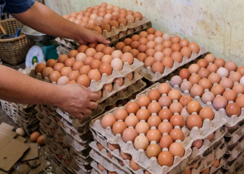 Harga Telur Blitar Anjlok, M. Sarmuji Desak Pemerintah Masifkan Menu Telur di Program Makan Bergizi Gratis