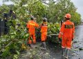 Kota Kediri Dilanda Cuaca Ekstrem, BPBD Tangani Pohon Tumbang di 13 Titik Strategis