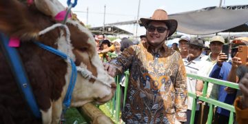 Mas Dhito Dorong Kontes Sapi Jadi Agenda Tahunan Terbaik di Jawa Timur