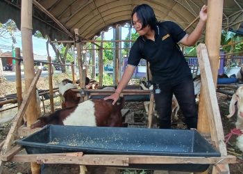 Penjualan Hewan Kurban di Kota Kediri Lesu, Efek Lonjakan Harga Akibat Nilai Tukar Mata Uang