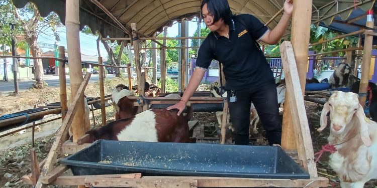 Penjualan Hewan Kurban di Kota Kediri Lesu, Efek Lonjakan Harga Akibat Nilai Tukar Mata Uang