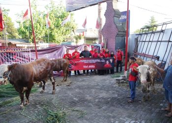 Wujud Gotong Royong, PDI Perjuangan Kabupaten Kediri Salurkan Empat Ekor Sapi Kurban