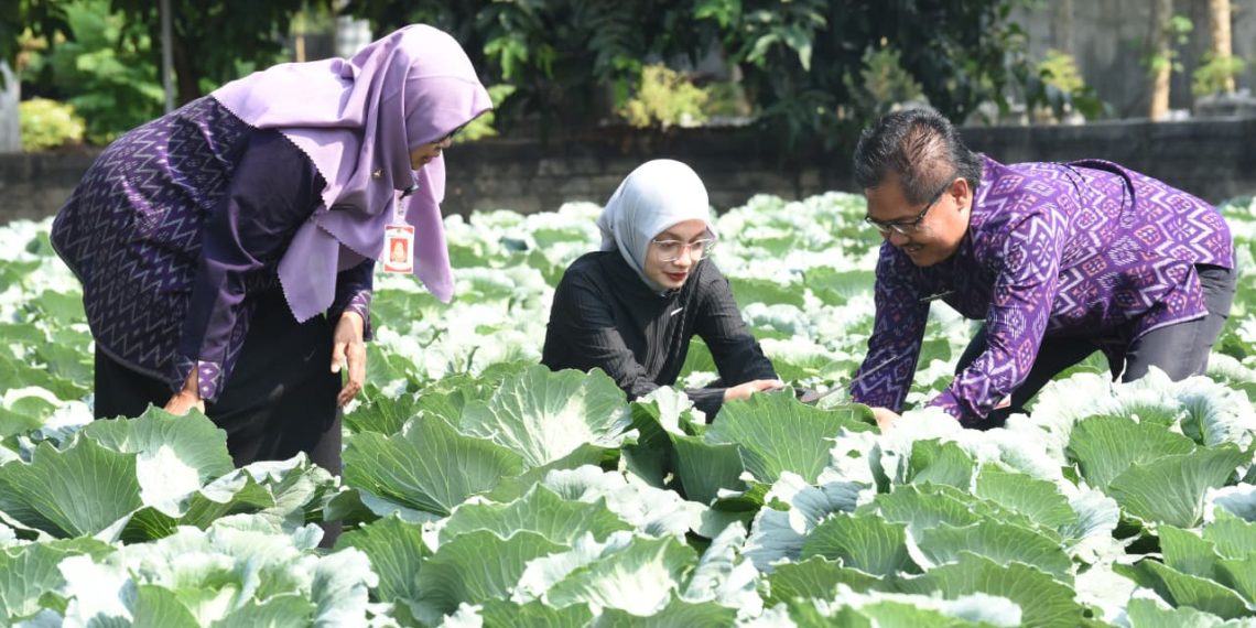 Pemanfaatan Limbah RPH Jadi Pupuk Organik Cair Warnai Panen Raya Kubis Bersama Wali Kota Kediri