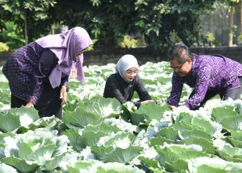 Pemanfaatan Limbah RPH Jadi Pupuk Organik Cair Warnai Panen Raya Kubis Bersama Wali Kota Kediri