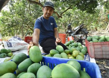 Mangga Putar Pasuruan Panen Raya, Sugiono Petik 5 Kuintal Sehari dan Pasok Pasar hingga Kalimantan