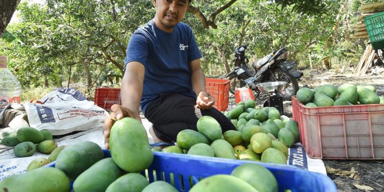 Mangga Putar Pasuruan Panen Raya, Sugiono Petik 5 Kuintal Sehari dan Pasok Pasar hingga Kalimantan